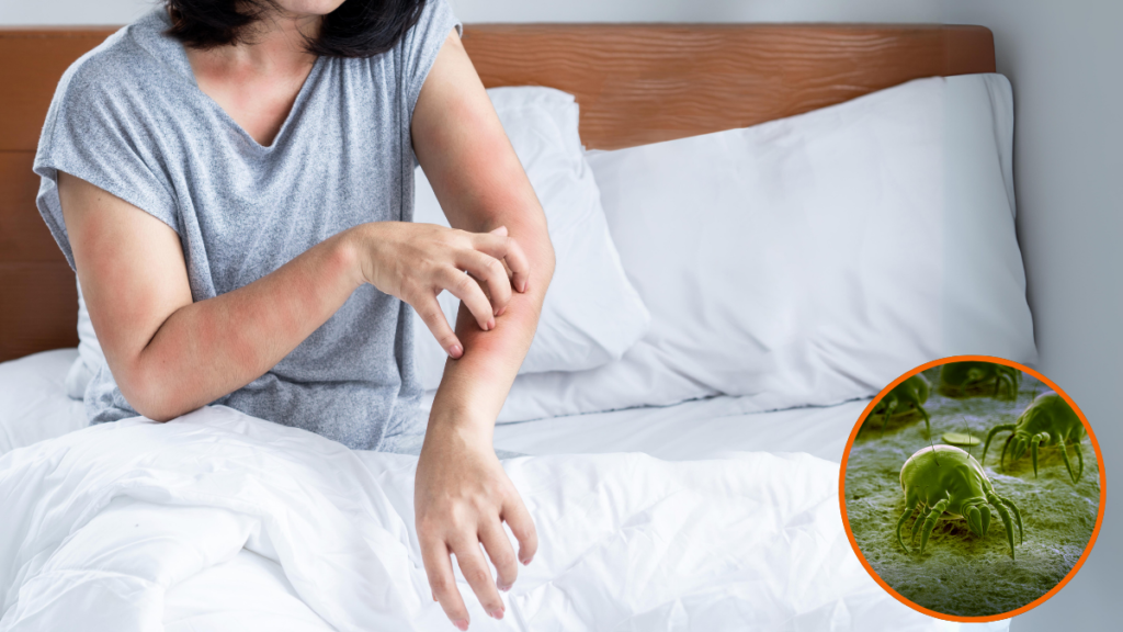 House Dust Mite Allergy – the hidden allergen in your home