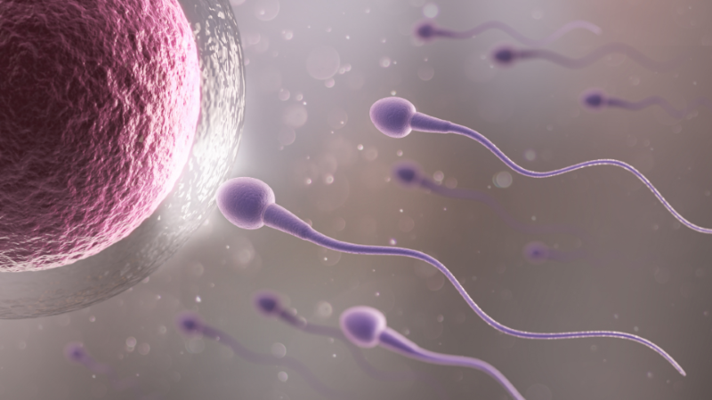 Decrease in sperm counts globally - what does it mean for you?