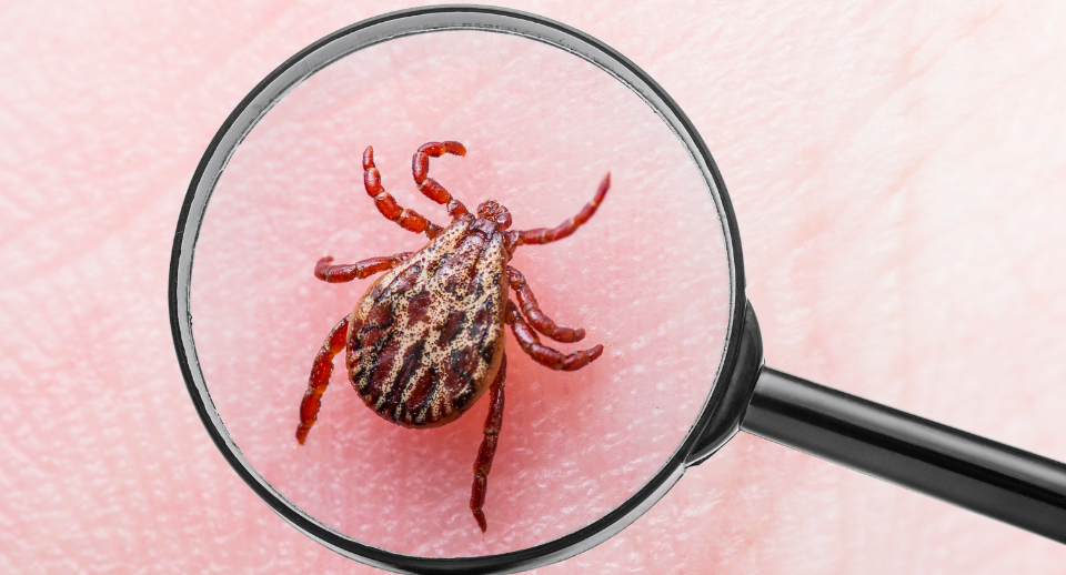 Lyme Disease – a rising concern